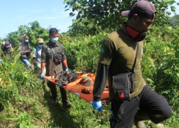 Para petugas konservasi memindahkan seorang orangutan Sumatra (tengah) dari sebuah perkebunan kelapa sawit ke lokasi yang lebih aman di Desa Geulagang Gajah, di Provinsi Aceh, 3 Agustus 2018.(Foto: AFP)