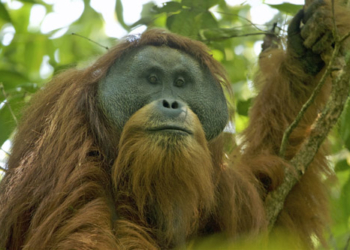 Orangutan Sumatra (Pongo abelii)
Batang Toru. Foto: Wikipedia