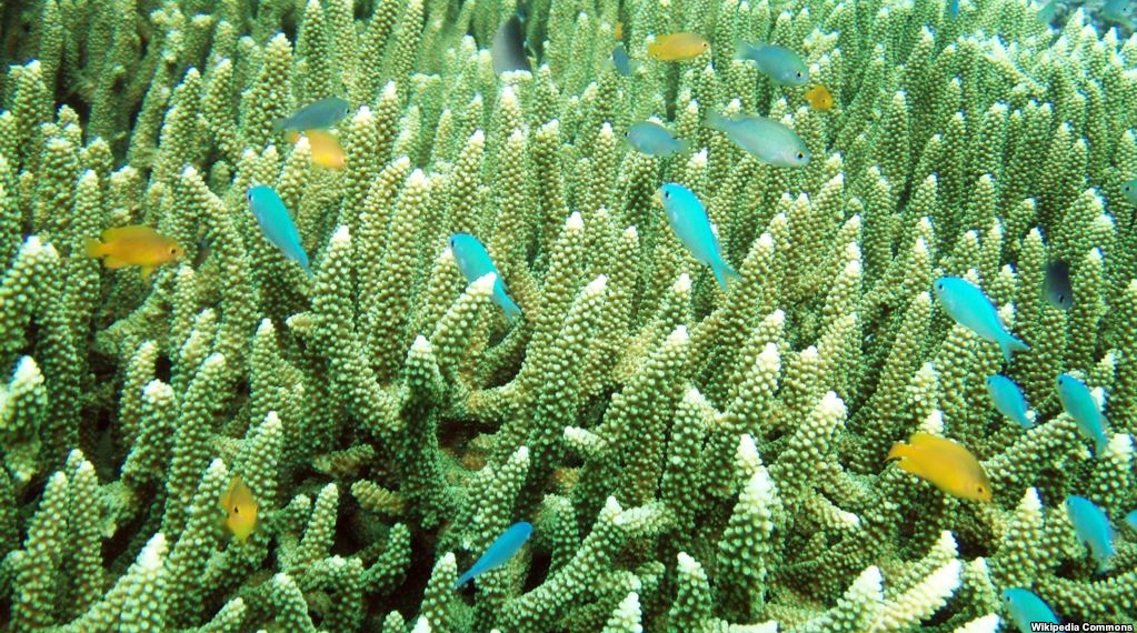 Terumbu karang di perairan Raja Ampat, Papua Barat (foto: Wikipedia).