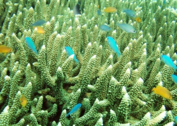 Terumbu karang di perairan Raja Ampat, Papua Barat (foto: Wikipedia).