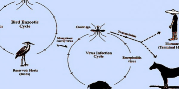 Japanese Encephalitis