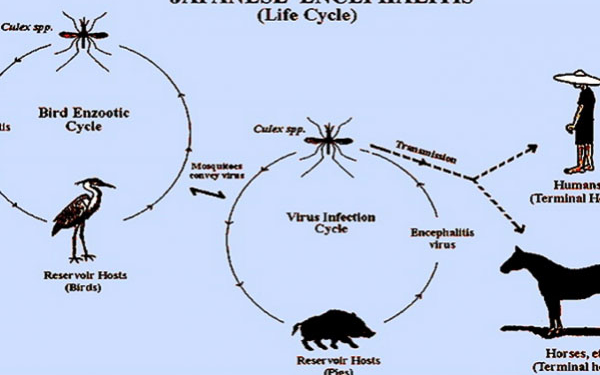 Japanese Encephalitis