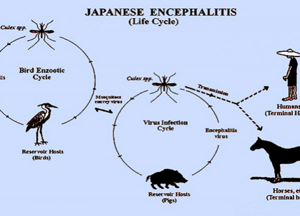 Japanese Encephalitis