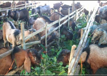 Foto ilustrasi ternak kambing. Foto: Istimewa.