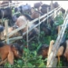 Foto ilustrasi ternak kambing. Foto: Istimewa.