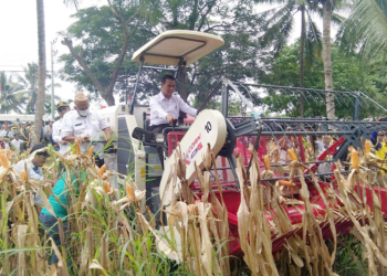 Menteri Pertanian RI Andi Amran Sulaiman didampingi Gubernur Gorontalo, Rusli Habibie, saat panen jagung di Desa Tolotio, Kecamatan Tibawa, Kabupaten Gorontalo beberapa waktu lalu. Foto: Lukman Polimengo.