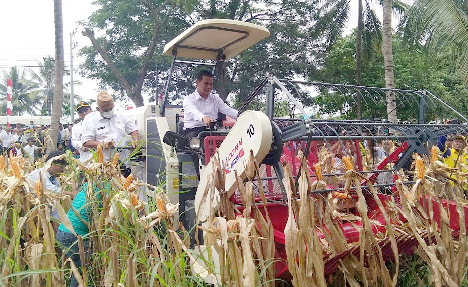 Menteri Pertanian RI Andi Amran Sulaiman didampingi Gubernur Gorontalo, Rusli Habibie, saat panen jagung di Desa Tolotio, Kecamatan Tibawa, Kabupaten Gorontalo beberapa waktu lalu. Foto: Lukman Polimengo.