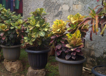 Tanaman Purin, atau orang Gorontalo menyebutnya Polohungo. Foto: Istimewa
