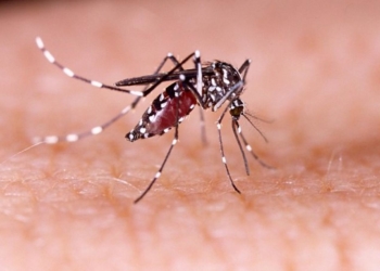DBD (Demam Berdarah Dengue), atau yang lebih dikenal dengan demam berdarah, disebabkan oleh virus dengue yang dibawa oleh nyamuk Aedes aegypti.