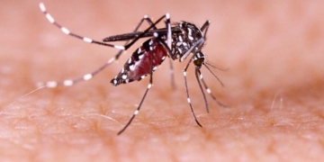 DBD (Demam Berdarah Dengue), atau yang lebih dikenal dengan demam berdarah, disebabkan oleh virus dengue yang dibawa oleh nyamuk Aedes aegypti.