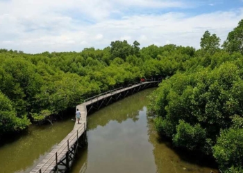 Hutan mangrove (bakau) dan gambut di Kubu Raya, Kalimantan Barat (Kalbar)