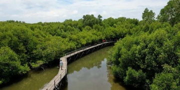 Hutan mangrove (bakau) dan gambut di Kubu Raya, Kalimantan Barat (Kalbar)