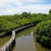 Hutan mangrove (bakau) dan gambut di Kubu Raya, Kalimantan Barat (Kalbar)