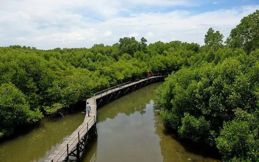 Hutan mangrove (bakau) dan gambut di Kubu Raya, Kalimantan Barat (Kalbar)