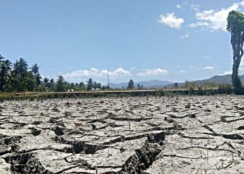 Dampak kemarau yang melanda areal sawah di Provinsi Gorontalo. (Foto: Lukman Polimengo)