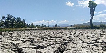 Dampak kemarau yang melanda areal sawah di Provinsi Gorontalo. (Foto: Lukman Polimengo)