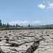 Dampak kemarau yang melanda areal sawah di Provinsi Gorontalo. (Foto: Lukman Polimengo)