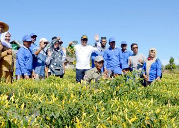 Bupati Hamim Pou melakukan panen sekaligus menanam cabai di kebun milik Kelompok Tani Al-Hidayah Desa Bulontala Timur diintegrasikan dengan penyerahan berbagai bantuan, berupa benih tanaman holtikultura sayur-sayuran, pompa air, kultivator, dan ternak sapi bibit kepada masyarakat, Selasa (6/8/2019). (F.AKP)