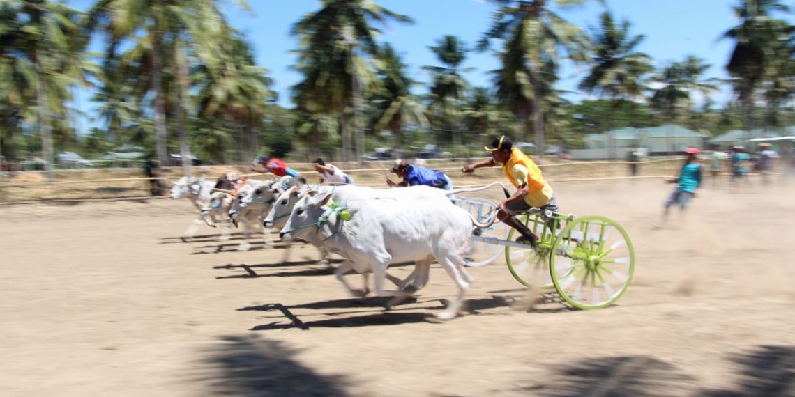 Lomba karapan sapi , dalam rangka HUT Korem Nani Wartabone ke I.