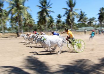 Lomba karapan sapi , dalam rangka HUT Korem Nani Wartabone ke I.