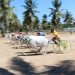 Lomba karapan sapi , dalam rangka HUT Korem Nani Wartabone ke I.