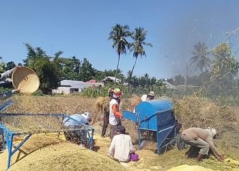 Aktivitas pertanian di Gorontalo. Foto: Lukman Polimengo.