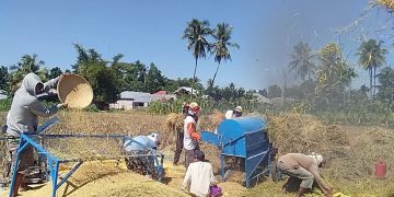 Aktivitas pertanian di Gorontalo. Foto: Lukman Polimengo.