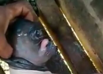 Screenshot video kambing bermata satu yang gegerkan warga Sipatana.