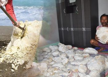 Ambergris atau muntahan ikan paus sperma. Foto: Istimewa..