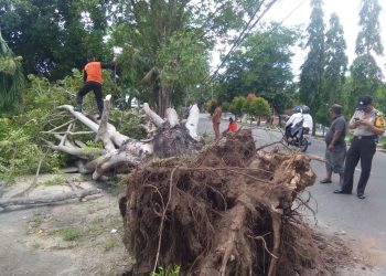 Pohon tumbang di Jalan Pangeran Hidayat atau jalan dua susun (JDS) Kota Gorontalo.