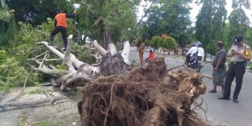 Pohon tumbang di Jalan Pangeran Hidayat atau jalan dua susun (JDS) Kota Gorontalo.