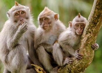 Foto ilustrasi monyet. Foto: Istimewa.