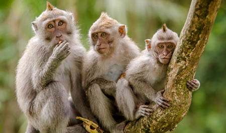 Foto ilustrasi monyet. Foto: Istimewa.