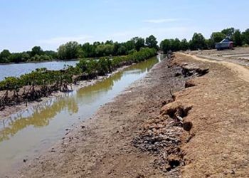 Kawasan hutan mangrove yang rusak di Kecamatan Wanggarasi Tengah, Kabupaten Pohuwato, Provinsi Gorontalo. Foto: Renal/AMSG.