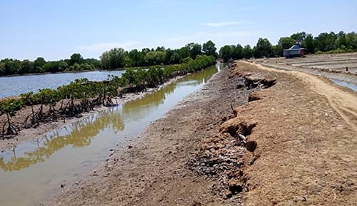 Kawasan hutan mangrove yang rusak di Kecamatan Wanggarasi Tengah, Kabupaten Pohuwato, Provinsi Gorontalo. Foto: Renal/AMSG.