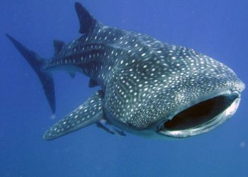 Hiu paus atau whale shark. Foto: Istimewa.