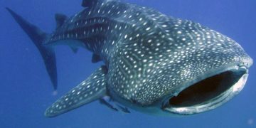 Hiu paus atau whale shark. Foto: Istimewa.