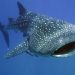 Hiu paus atau whale shark. Foto: Istimewa.