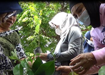 Anggota DPRD Provinsi Gorontalo, Indriani Dunda bersama Staf Ahli Wakil Ketua DPR RI, Karolina Kaluku membagi-bagikan ratusan bibit pohon kepada warga di sejumlah kelurahan di Kota Gorontalo, Minggu (22/11/2020).