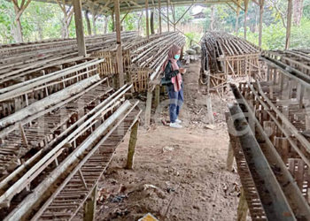 Usaha peternakan ayam milik Ridwan Samiden yang bangkrut lantaran pembangunan jalan Gorontalo Outer Ring Road (GORR). Foto: Lukman Polimengo/mimoza.tv