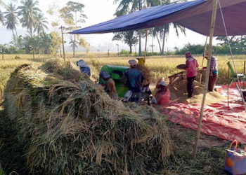 Suasana panen padi di salah satu wilayah Kabupaten Bone Bolango, Provinsi Gorontalo. Foto: Lukman Polimengo/mimoza.tv