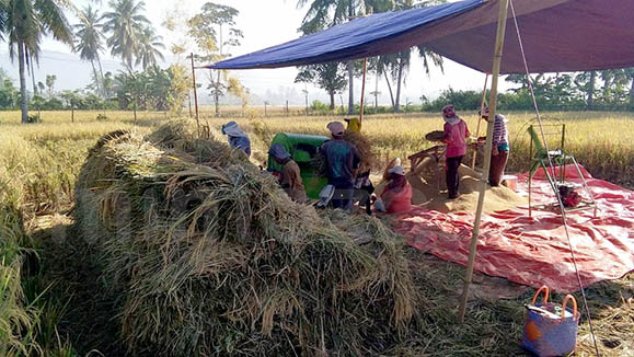 Suasana panen padi di salah satu wilayah Kabupaten Bone Bolango, Provinsi Gorontalo. Foto: Lukman Polimengo/mimoza.tv