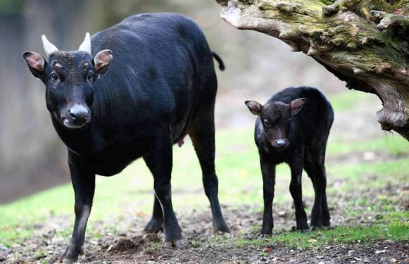 Anoa (Bubalus spp). Foto : Istimewa.