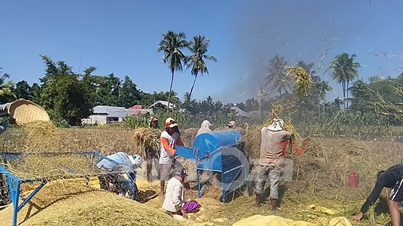 Suasana, petani di Gorontalo saat musim panen. Foto : Lukman Polimengo/mimoza.tv.