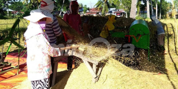 Aktivitas pertanian di Provinsi Gorontalo. Foto : Lukman Polimengo/mimoza.tv.