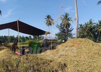 Aktifitas panen padi di Gorontalo. Foto : Lukman Polimengo/mimoza.tv.