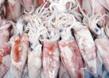 Cumi. Sumber foto : Istimewa.