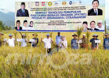 Ketua DPR RI Bidang Korinbang, Rachmat Gobel, Gubernur Prefektur Ehime, Jepang, Tokihiro Nakamura bersama pejabat lainnya saat panen perdana padi organik di Desa Iloheluma, Kecamatan Tilongkabila, kabupaten Bone Bolango, Kamis (19/1/2022). Foto : Lukman Polimengo/mimoza.tv.