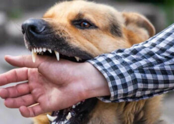 Ilustrasi serangan anjing. Foto : Istimewa.