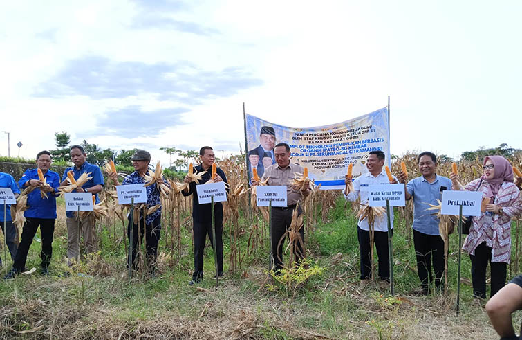 Panen perdana komoditas jagung menggunakan pupuk organik oleh Staf Khusus Wakil Ketua DPR RI di kelurahan Biyonga, Kecamatan Limboto, Senin (13/2/2023). Foto : Dokumentasi TKP RG.